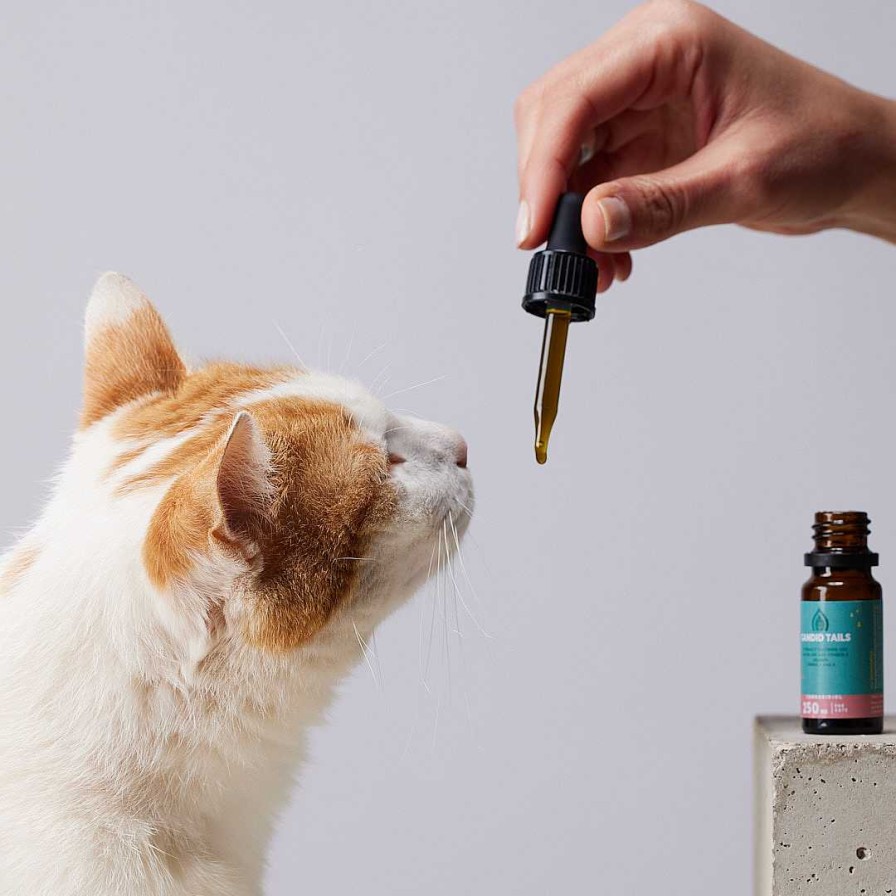 Gatos CandidTails Productos Para La Salud | Petidibidiol Aceite De Cbd Para Gatos