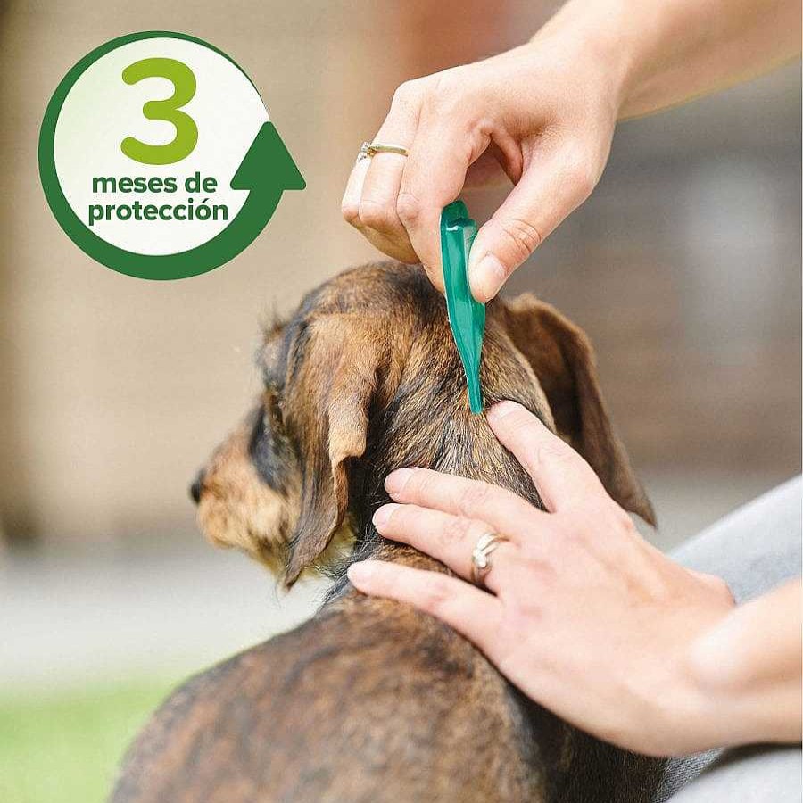 Perros Beaphar Pipetas | Beaphar Pipetas Repelentes Para Perros Medianos