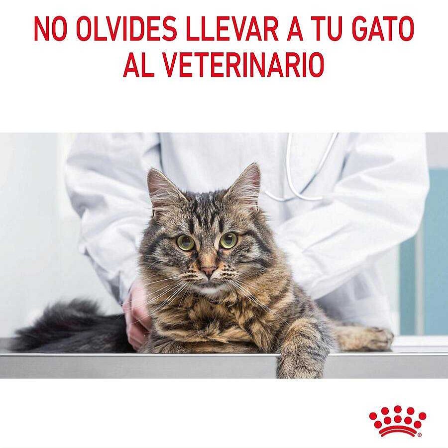 Gatos Royal Canin | Royal Canin Adult Digestive Pienso Para Gatos