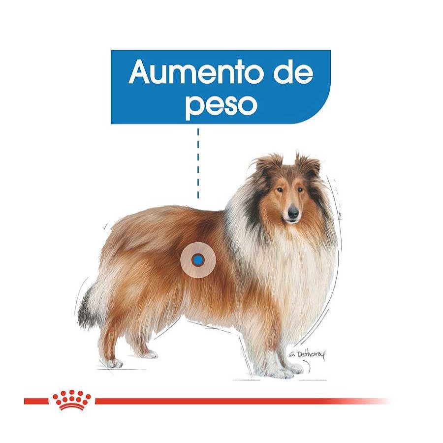 Perros Royal Canin | Royal Canin Light Weight Care Maxi Pienso Para Perros