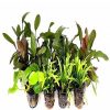 Otros Animales Tropica Iberia Especial Plantas | Pack Acuario Amaz Nico 25 Plantas