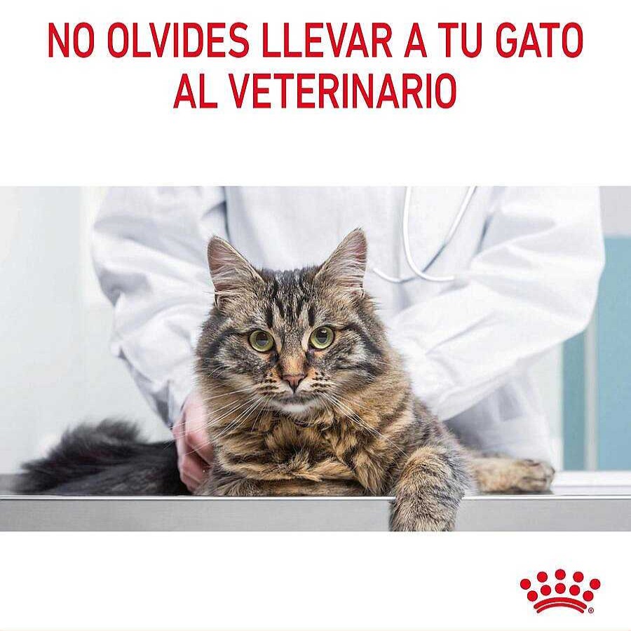 Gatos Royal Canin | Royal Canin Adult Light Weight Care Pienso Para Gatos