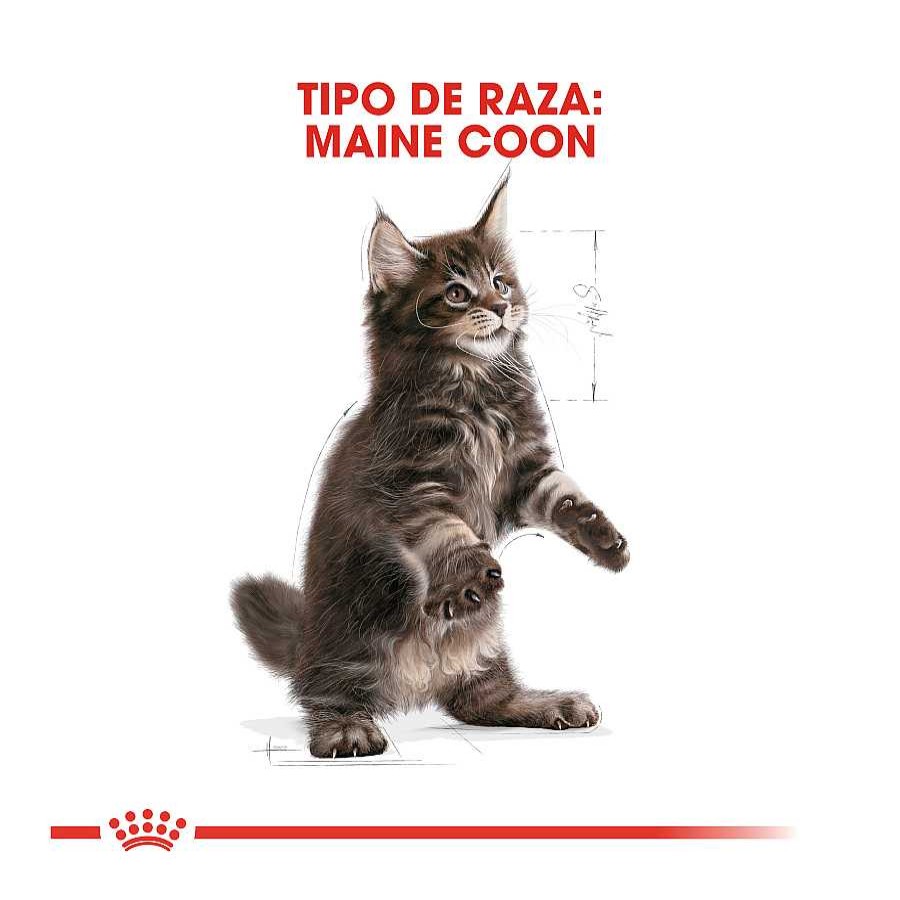 Gatos Royal Canin Pienso Para Gatitos | Royal Canin Kitten Maine Coon Pienso Para Gatos