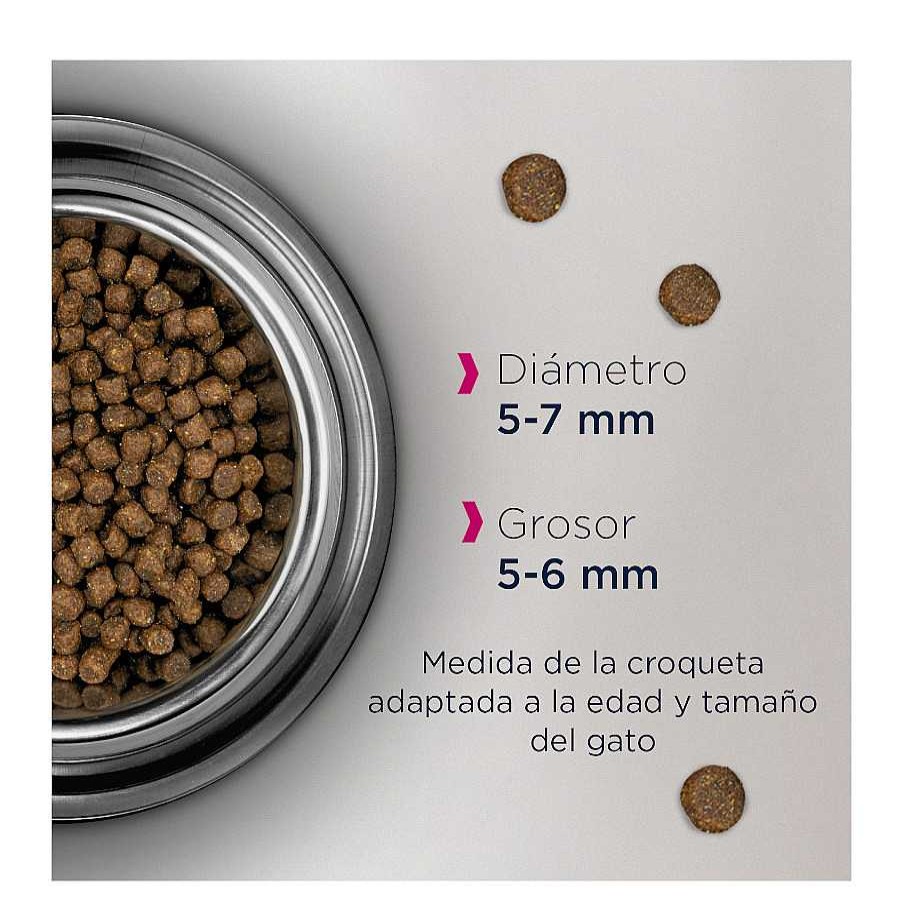 Gatos Eukanuba Pienso Para Gatitos | Eukanuba Kitten Pollo Pienso Para Gatos