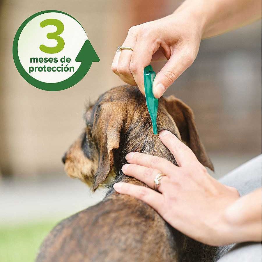 Perros Beaphar Pipetas | Beaphar Pipetas Repelentes Para Perros Peque Os