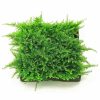 Otros Animales Tropica Iberia Especial Plantas | Tropica Iberia Planta Vesicularia Montagnei 'Christmas Moss'