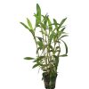 Otros Animales Tropica Iberia Especial Plantas | Planta Hygrophyla Salicifolia Angustifolia Para Acuarios