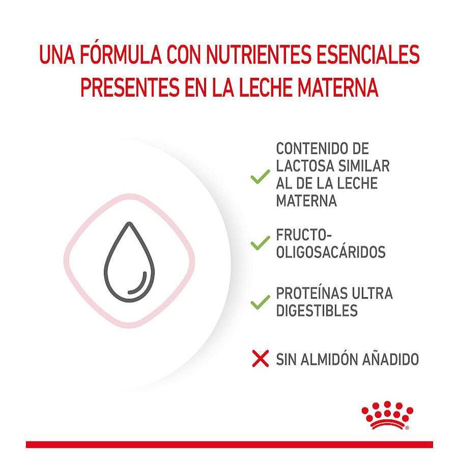 Gatos Royal Canin Productos Para La Salud | Royal Canin Leche Para Gatitos Primer A O