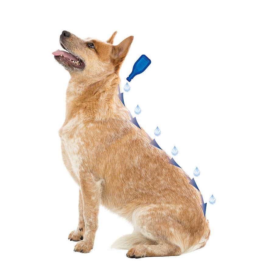 Perros Beaphar Pipetas | Beaphar Caniguard Duo Pipetas Antiparasitarias Para Perros Peque Os