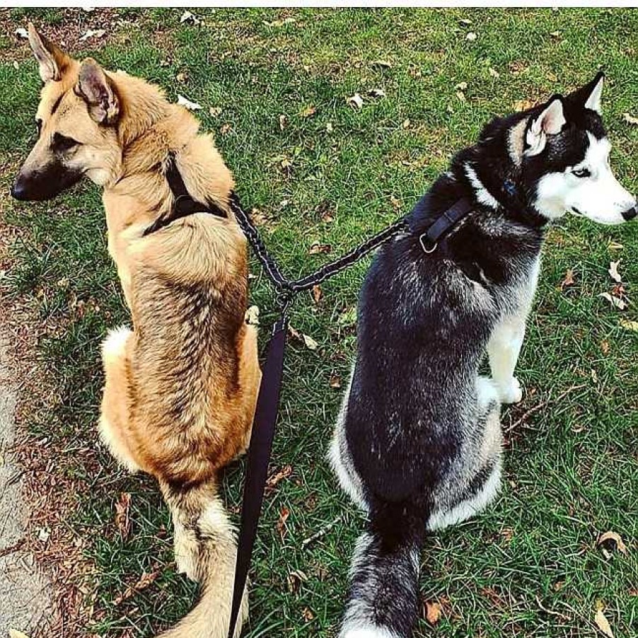 Perros Edipets Correas Para Perros | Edipets Correa Doble Antitirones Mango Acolchado Para Perros