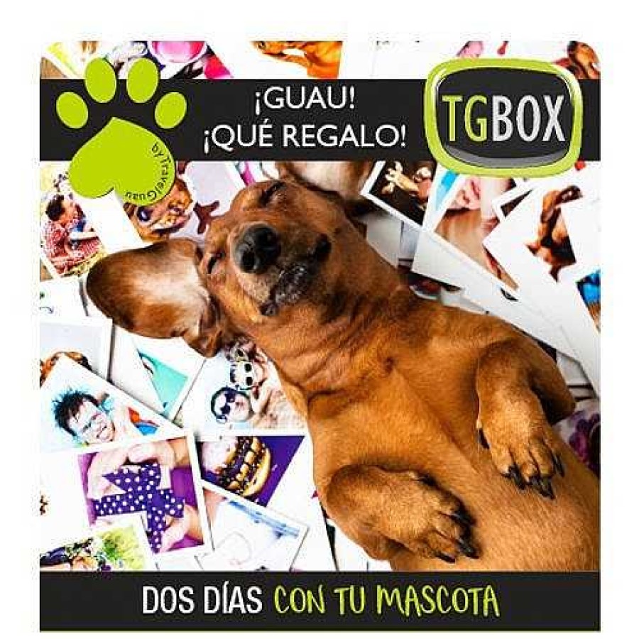 Otros Animales Tgbox Servicios | Experiencias Para Perros Tgbox: Dos D A Con Tu Mascota