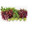 Otros Animales Tropica Iberia Especial Plantas | Tropica Iberia Pack 26 Plantas Para Acuario Holand S