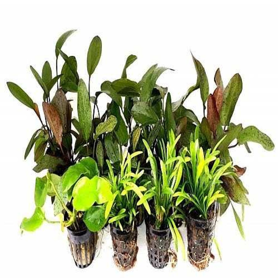 Otros Animales Tropica Iberia Especial Plantas | Pack Acuario Amaz Nico 15 Plantas